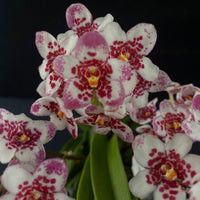 Flowering select Sarcochilus SP23/039
