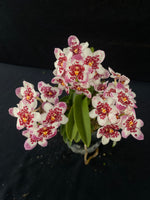 Flowering select Sarcochilus SP23/039