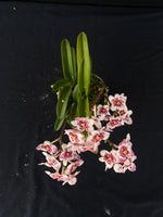 Flowering select Sarcochilus SP23/039