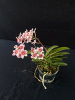 Flowering select Sarcochilus SP23/039