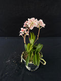 Flowering select Sarcochilus SP23/039