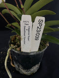 Flowering select Sarcochilus SP23/039