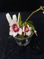 Flowering select Sarcochilus SP23/040