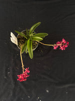 Flowering select Sarcochilus SP23/041