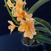 Flowering select Sarcochilus SP23/042
