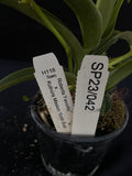 Flowering select Sarcochilus SP23/042