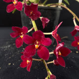 Flowering select Sarcochilus SP23/045