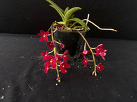 Flowering select Sarcochilus SP23/045
