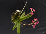 Flowering select Sarcochilus SP23/045