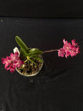Flowering select Sarcochilus SP23/047
