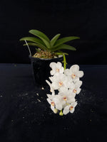 Flowering select Sarcochilus SP23/048