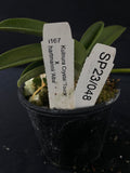 Flowering select Sarcochilus SP23/048