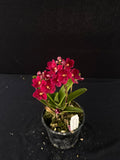 Flowering select Sarcochilus SP23/050