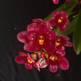 Flowering select Sarcochilus SP23/051