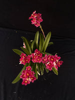 Flowering select Sarcochilus SP23/051