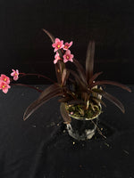 Flowering select Sarcochilus SP23/053