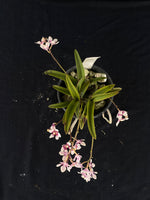 Flowering select Sarcochilus SP23/054