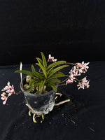 Flowering select Sarcochilus SP23/054