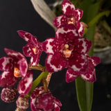 Flowering select Sarcochilus SP23/055