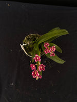 Flowering select Sarcochilus SP23/055