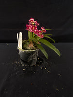 Flowering select Sarcochilus SP23/055