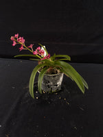 Flowering select Sarcochilus SP23/055
