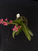 Flowering select Sarcochilus SP23/055