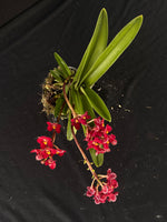 Flowering select Sarcochilus SP23/057