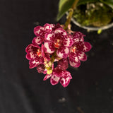 Flowering select Sarcochilus SP23/059