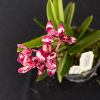 Flowering select Sarcochilus SP23/062