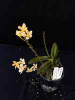Flowering select Sarcochilus SP23/063