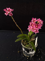Flowering select Sarcochilus SP23/066