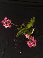 Flowering select Sarcochilus SP23/066