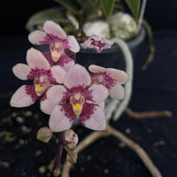 Flowering select Sarcochilus SP23/067