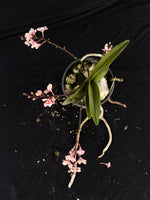 Flowering select Sarcochilus SP23/067