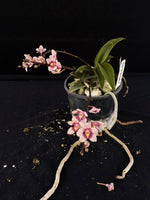 Flowering select Sarcochilus SP23/067
