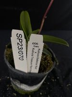 Flowering select Sarcochilus SP23/070