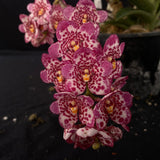 Flowering select Sarcochilus SP23/071