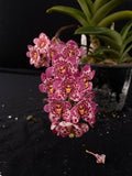 Flowering select Sarcochilus SP23/071