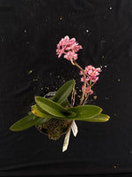 Flowering select Sarcochilus SP23/071