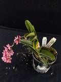 Flowering select Sarcochilus SP23/071