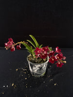 Flowering select Sarcochilus SP23/074