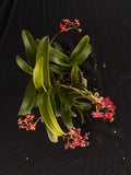 Flowering select Sarcochilus SP23/075