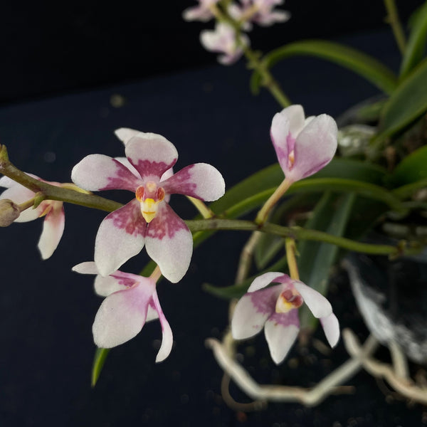 Flowering select Sarcochilus SP23/077