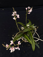 Flowering select Sarcochilus SP23/077