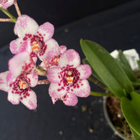 Flowering select Sarcochilus SP23/080