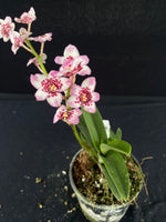 Flowering select Sarcochilus SP23/080