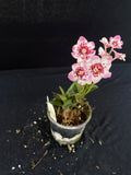 Flowering select Sarcochilus SP23/080