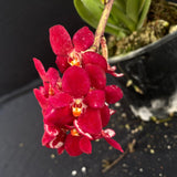 Flowering select Sarcochilus SP23/081