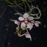 Flowering select Sarcochilus SP23/082